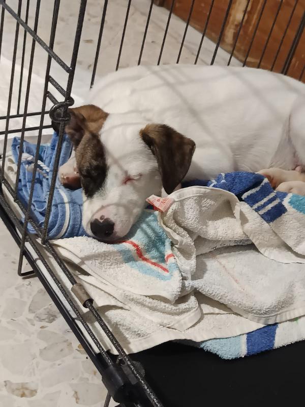 Cucciolino taglia piccola Foto 3